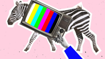 Alter Fernseher mit Prüfbild, eine Hand drückt auf die Knöpfe. Im Hintergrund ein Zebra.